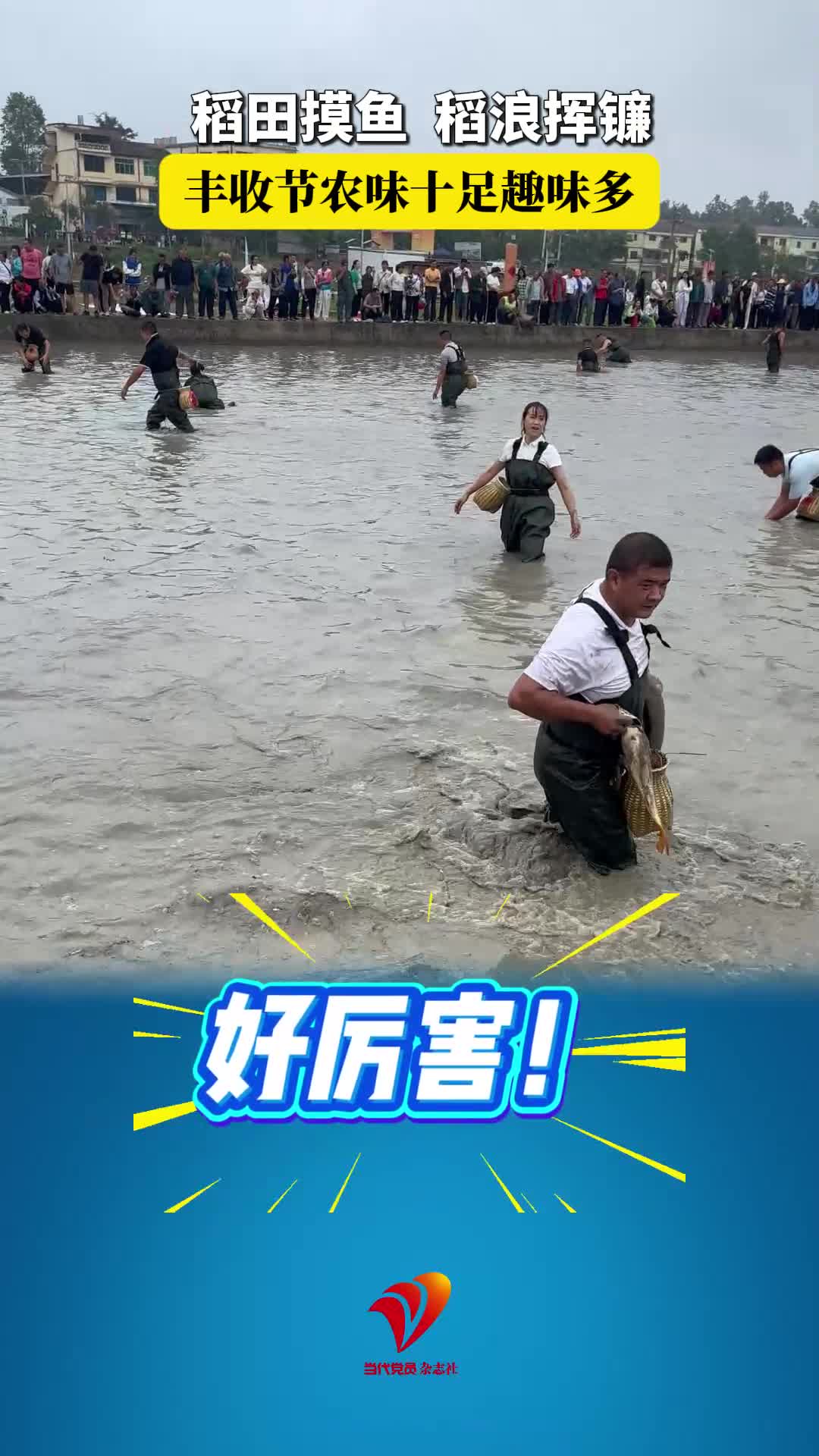 稻田摸鱼、稻浪挥镰，丰收节农味十足趣味多