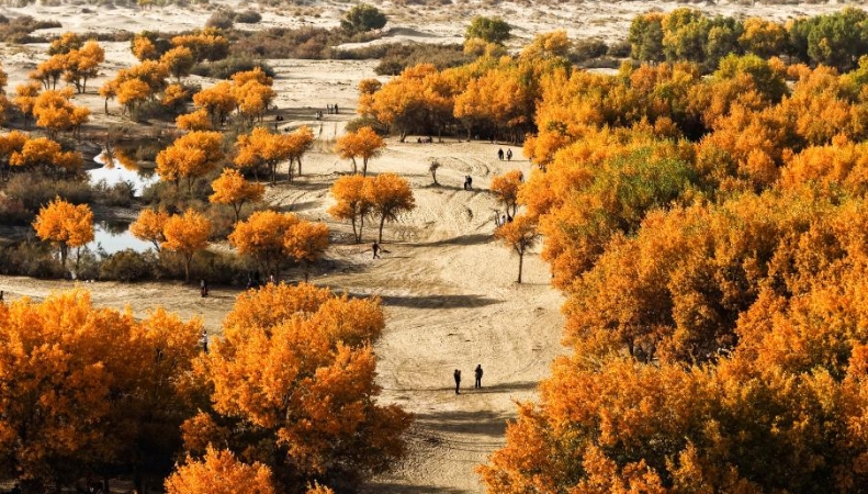 郝安专栏｜独领风骚之霜降赏析：战地黄花分外香