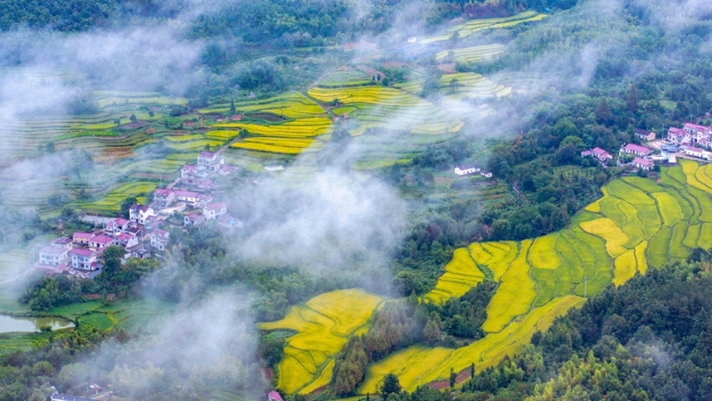 谭德成专栏｜远亲
