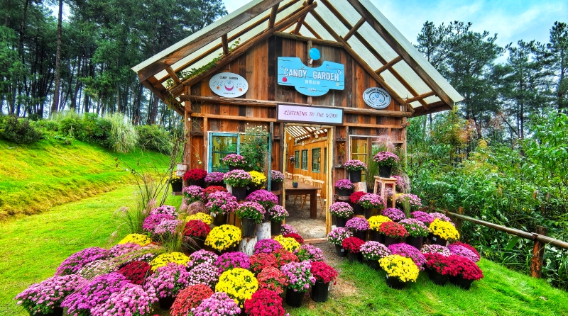 李立峰专栏｜渝州之美，一路向北①林中见鹿