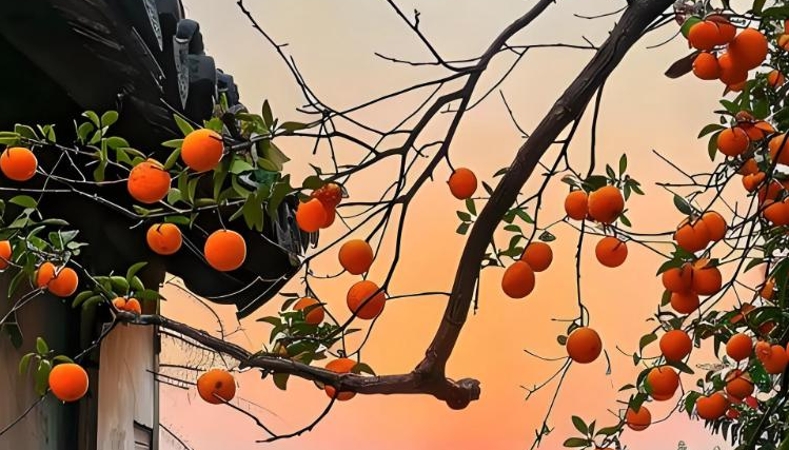 孙凤国专栏丨漤柿记