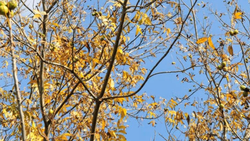 罗昭伦专栏｜秋天的核桃林