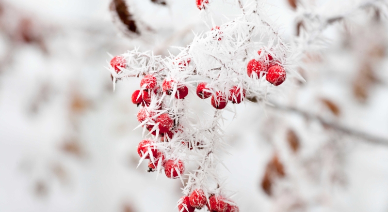 郝安专栏｜独领风骚之立冬赏析：纤笔一枝谁与似