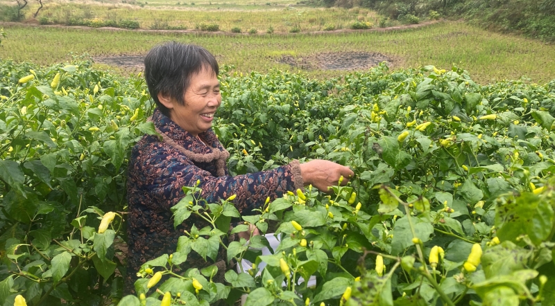 重庆涪陵：小辣椒“链”起大产业 50亩椒田托起村民致富梦
