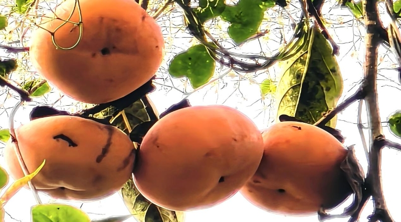 谭德成专栏｜小院秋声