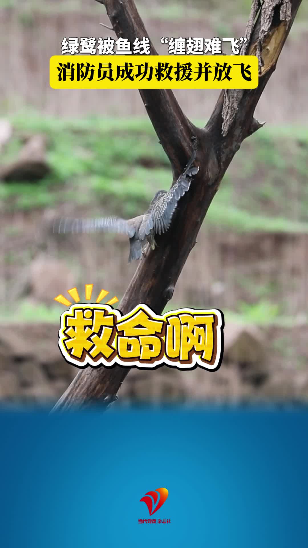 绿鹭被鱼线“缠翅难飞”，消防员成功救援并放飞