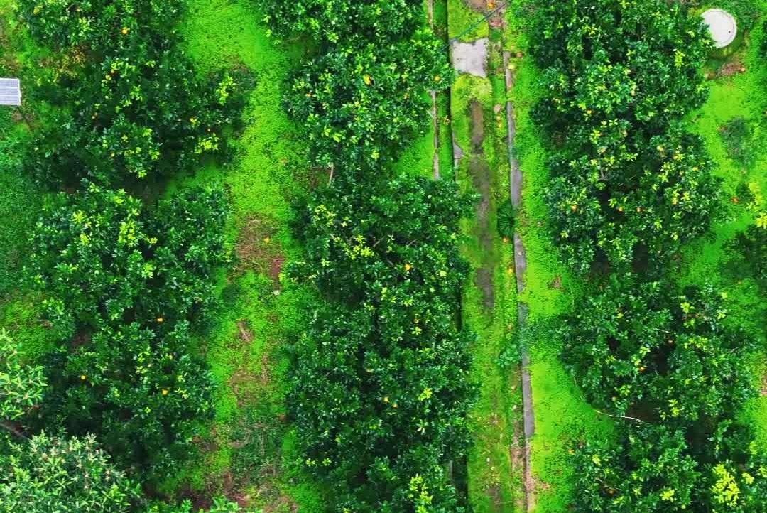 水果管够！涪陵睦和村发出甜蜜邀约：来这里实现水果自由#涪陵睦和村#脐橙#水果