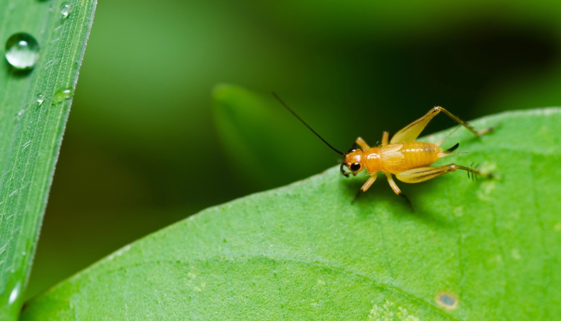 文学｜霜风初起蟀辞田