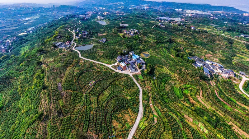 重庆江津：组织联建绘就城乡融合新画卷 互融共进激发乡村振兴新动能