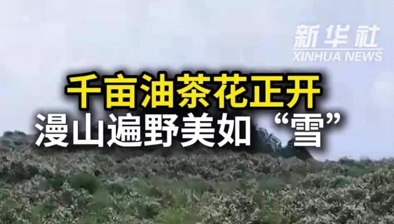 新华社看重庆｜涪陵：千亩油茶花正开 漫山遍野美如“雪”