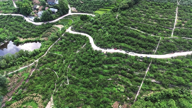 重庆石柱三河镇：打造“四季果园” 做强城郊经济