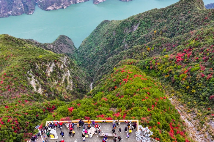 新华社看重庆｜红叶扮靓长江巫峡