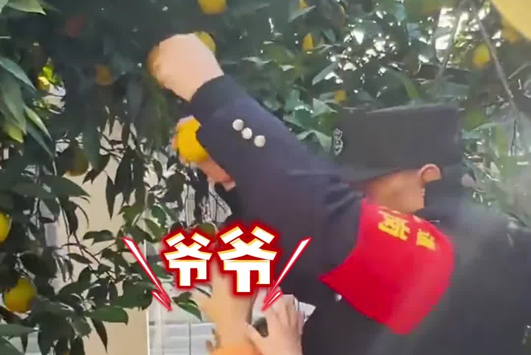 在一声声爷爷中“迷失”重庆一幼儿园的保安大爷帮孩子们摘橘子瞬间被紧紧包围#葫芦娃#童真#重庆