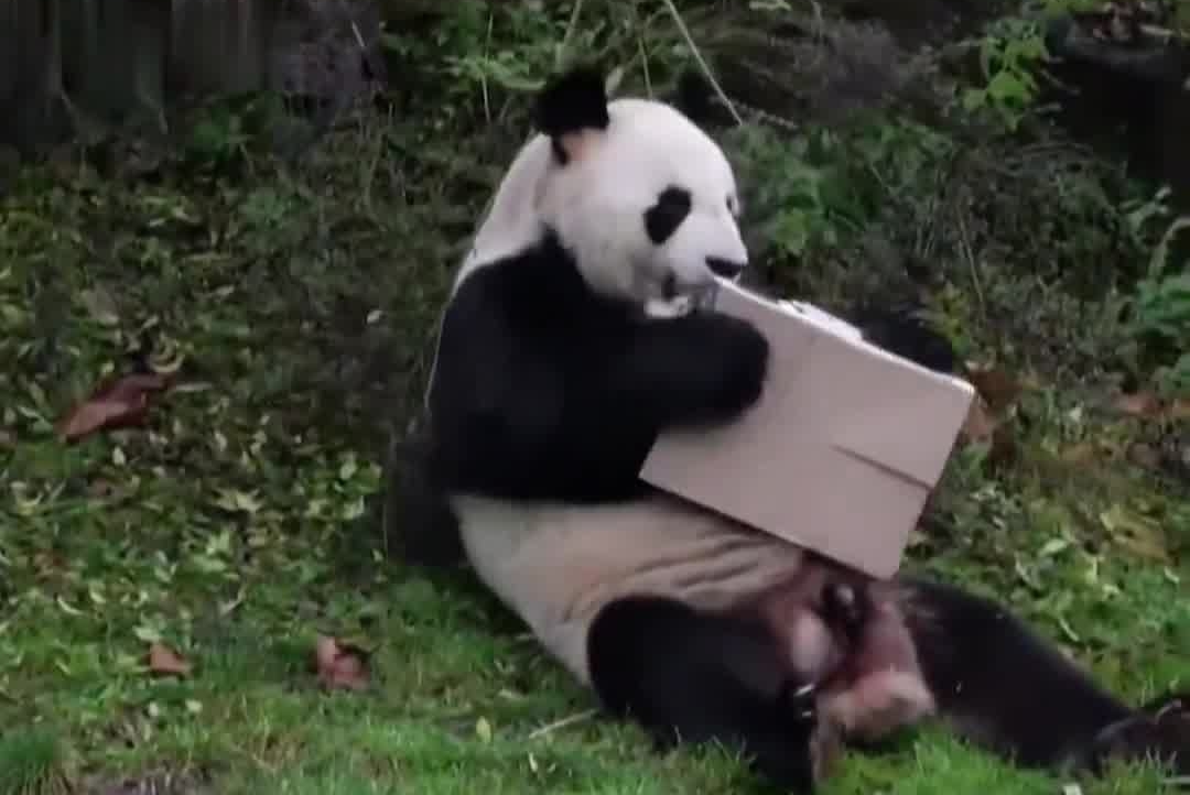 旅法大熊猫“欢欢”“圆仔”平安回国#大熊猫#法国