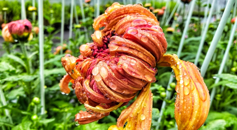 李立峰专栏｜渝州之美，一路向北③秋日赏菊