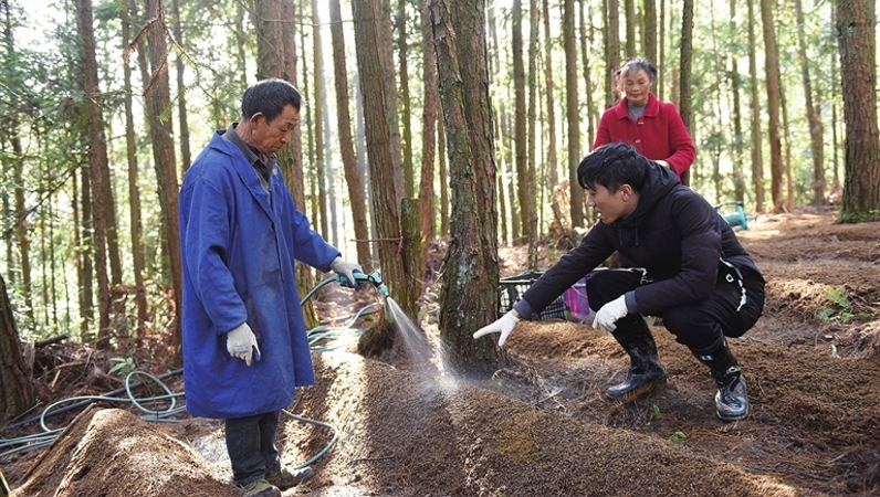 重庆石柱：林下种“金”菇，生态“富”乡邻