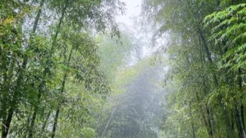 文学｜雨步茶山