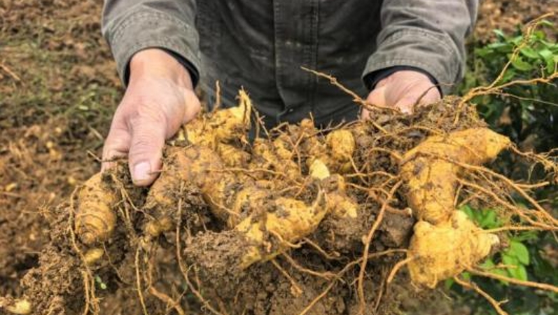 秀山县官庄街道：以“黄精”为笔绘就乡村振兴“富民图”