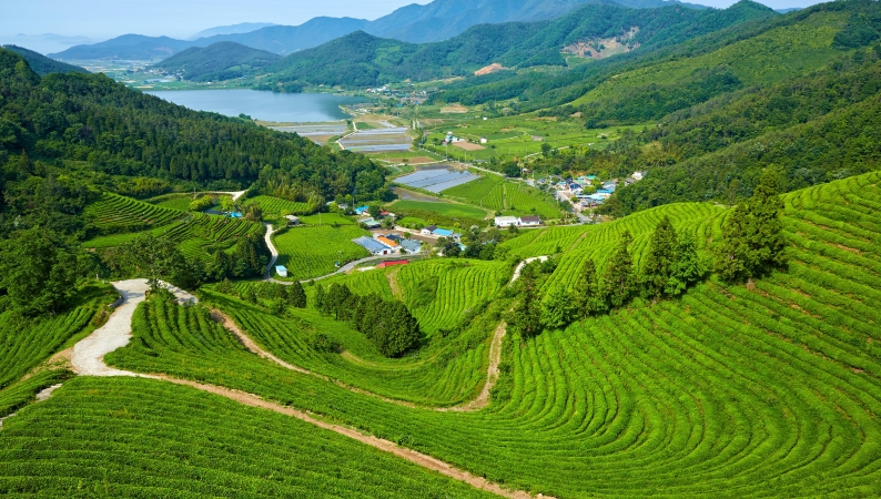 刘昌荣专栏｜乡坝头