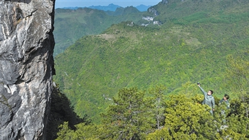 人民日报看重庆｜从濒临灭绝到扎根17省份，崖柏重生，生生不息