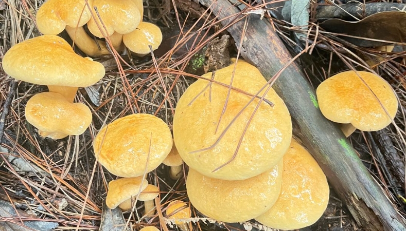 文学丨松毛菌：藏于大黑山的精灵