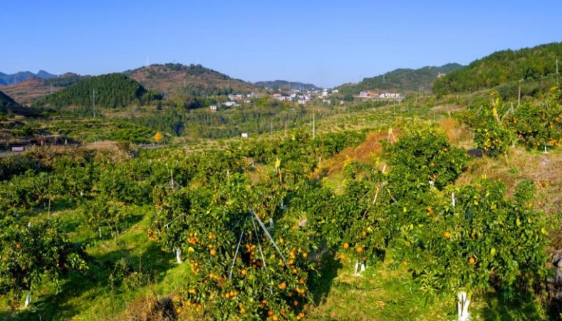 重庆秀山龙池镇：凝聚统战合力 绘就镇域发展同心圆