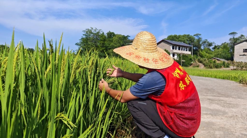 党建引领 为农服务——重庆智慧农服趟出山地丘陵农业社会化服务特色之路