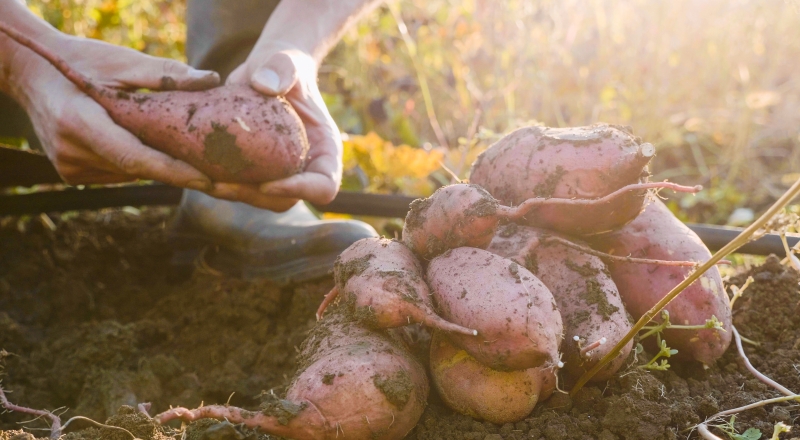 唐伟专栏｜在大地劳作