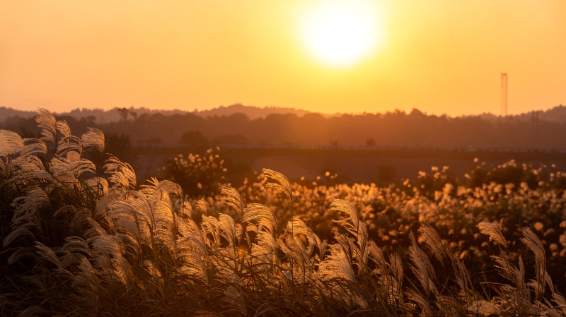 文学｜芦苇是冬风的歌