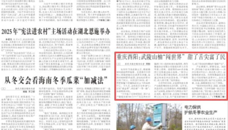 农民日报看重庆｜酉阳：武陵山柚“闯世界” 甜了舌尖富了民