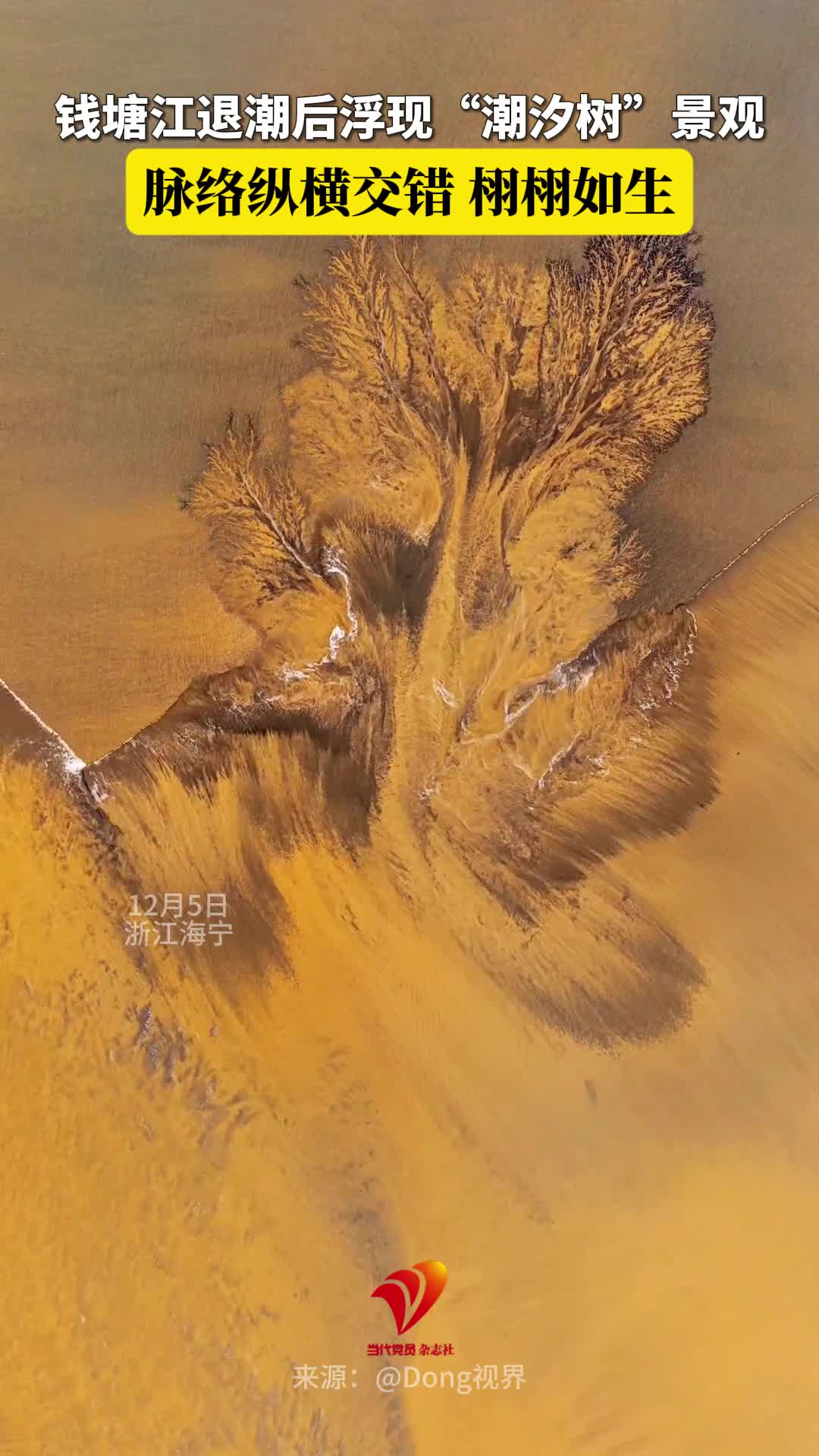 钱塘江退潮后浮现“潮汐树”景观，脉络纵横交错，栩栩如生