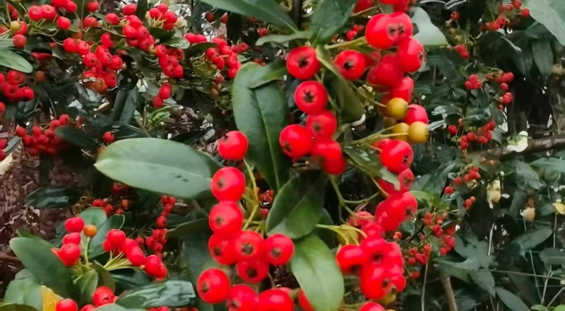 秦勇专栏｜故乡的红籽刺