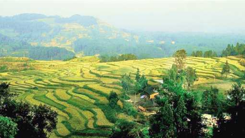 著名诗人谭明：总爱像鱼一样，抬起头来，望望波面的村庄