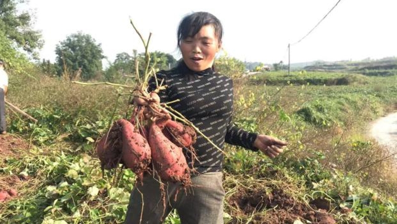 重庆荣昌河包镇：党建引领促增收 河包粉条致富路