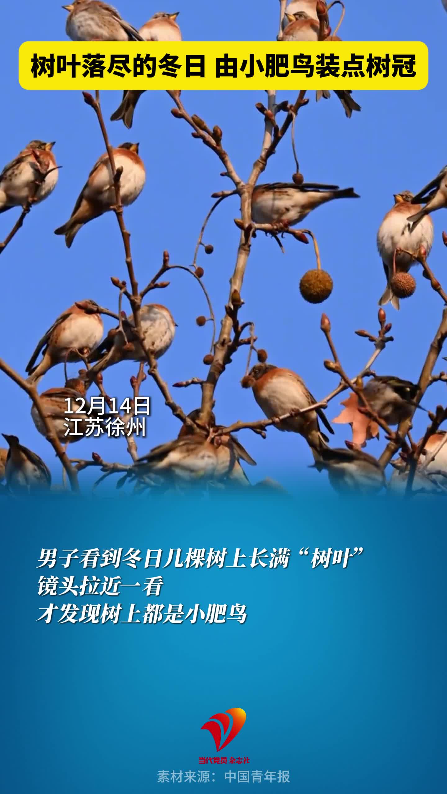 树叶落尽的冬日 由小肥鸟装点树冠