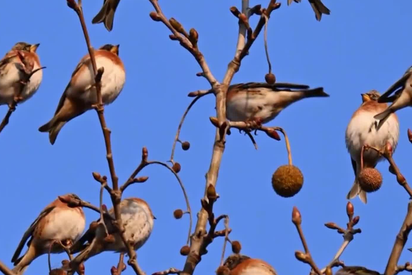 树叶落尽的冬日 由小肥鸟装点树冠