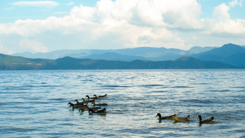 文学｜七律·青年砥柱吟