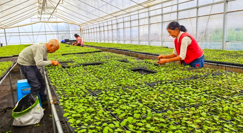 李立峰专栏｜渝州之美，一路向北⑤我家有田