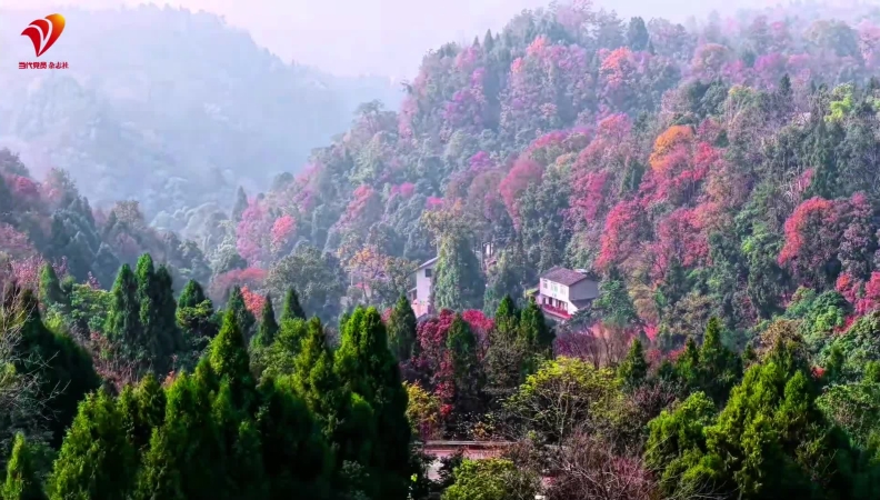 杨毅专栏｜霜染楠木 红焰燃冬