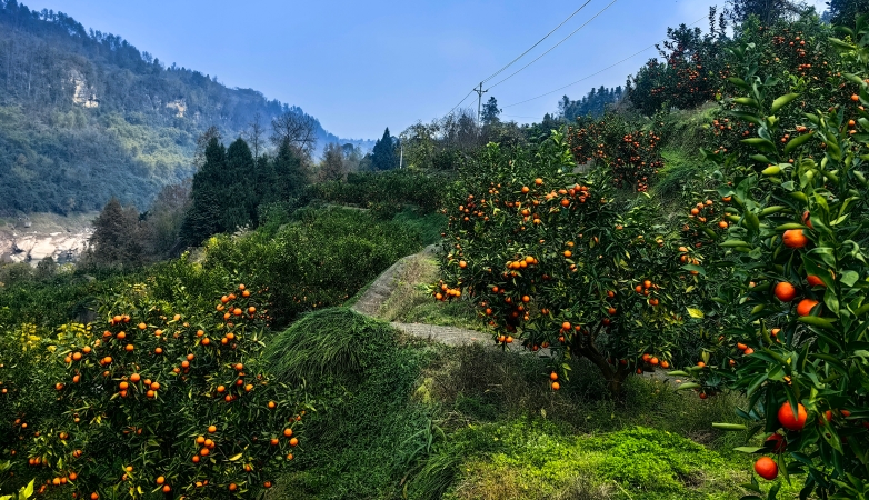 重庆南川：柑橘满枝采摘忙 农旅融合绘画卷
