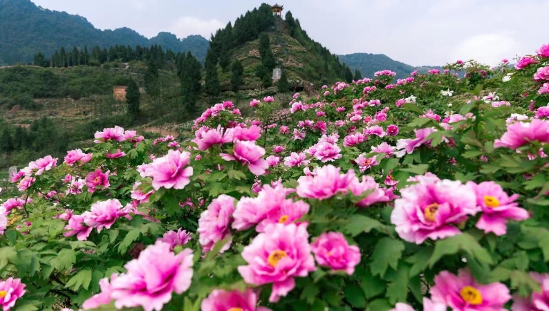 何以重庆丨花开垫江