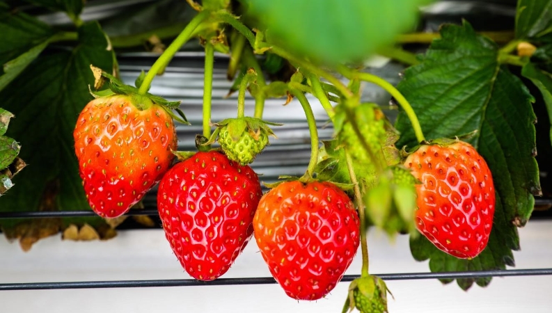 蒋开俊专栏｜草莓