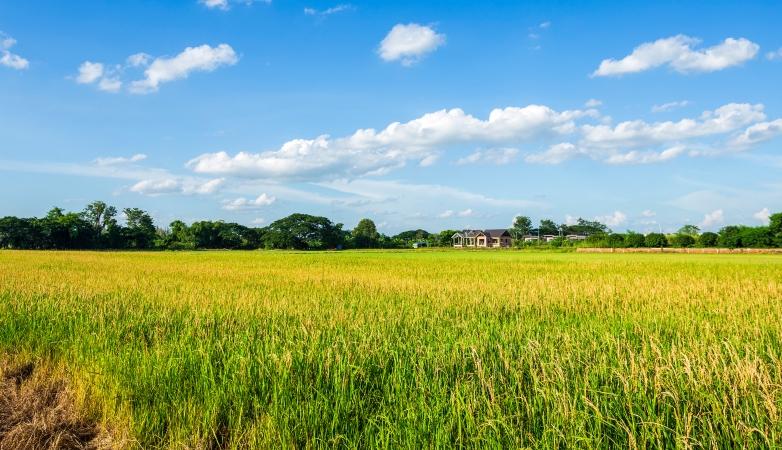 文学｜玉米亭亭立岁华