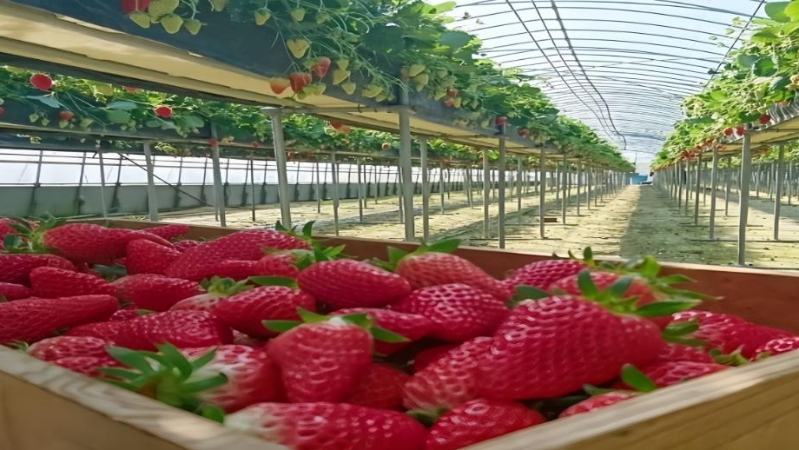 刘发科专栏｜潼南寻味记——天空草莓园里的智慧农趣
