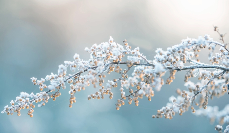 郝安专栏｜独领风骚之冬至赏析：梅花欢喜漫天雪&nbsp;