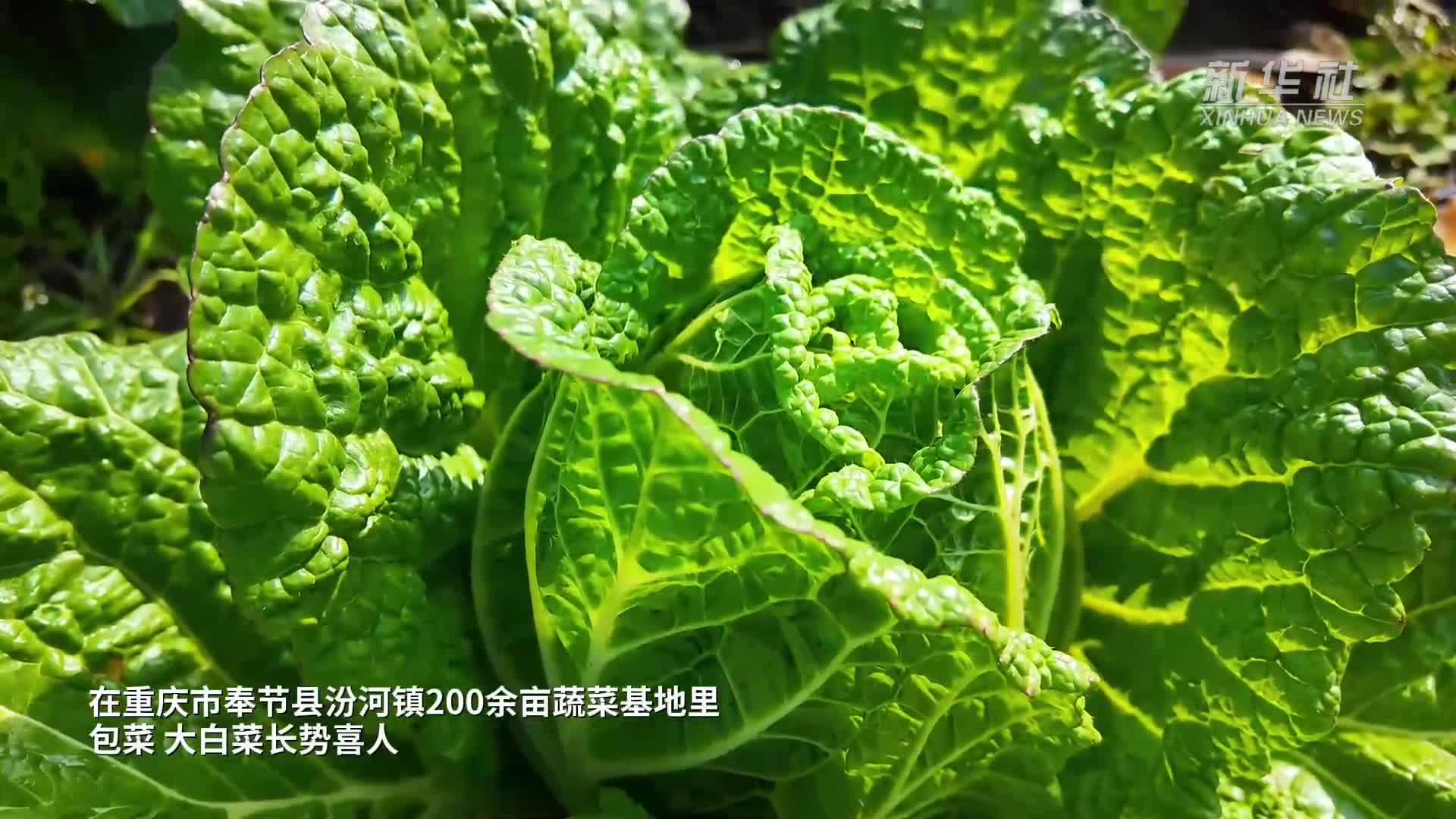新华社看重庆｜奉节：冬闲田变“菜园子”保供市场促增收