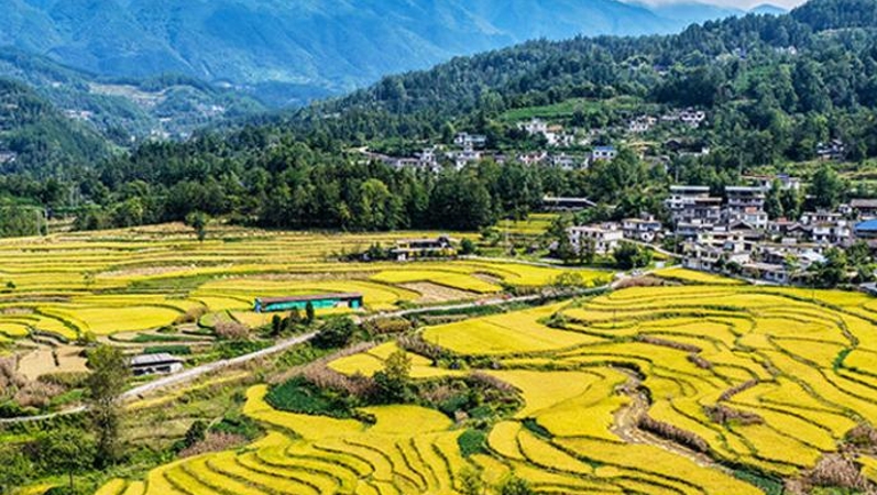 2026年农业强国建设，“施工图”来了！