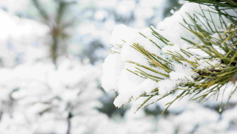 郝安专栏｜独领风骚之小寒赏析：风卷红旗过大关