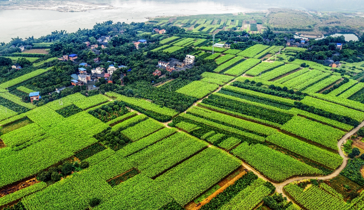 在“长江入渝第一岛”，听见生态的回响