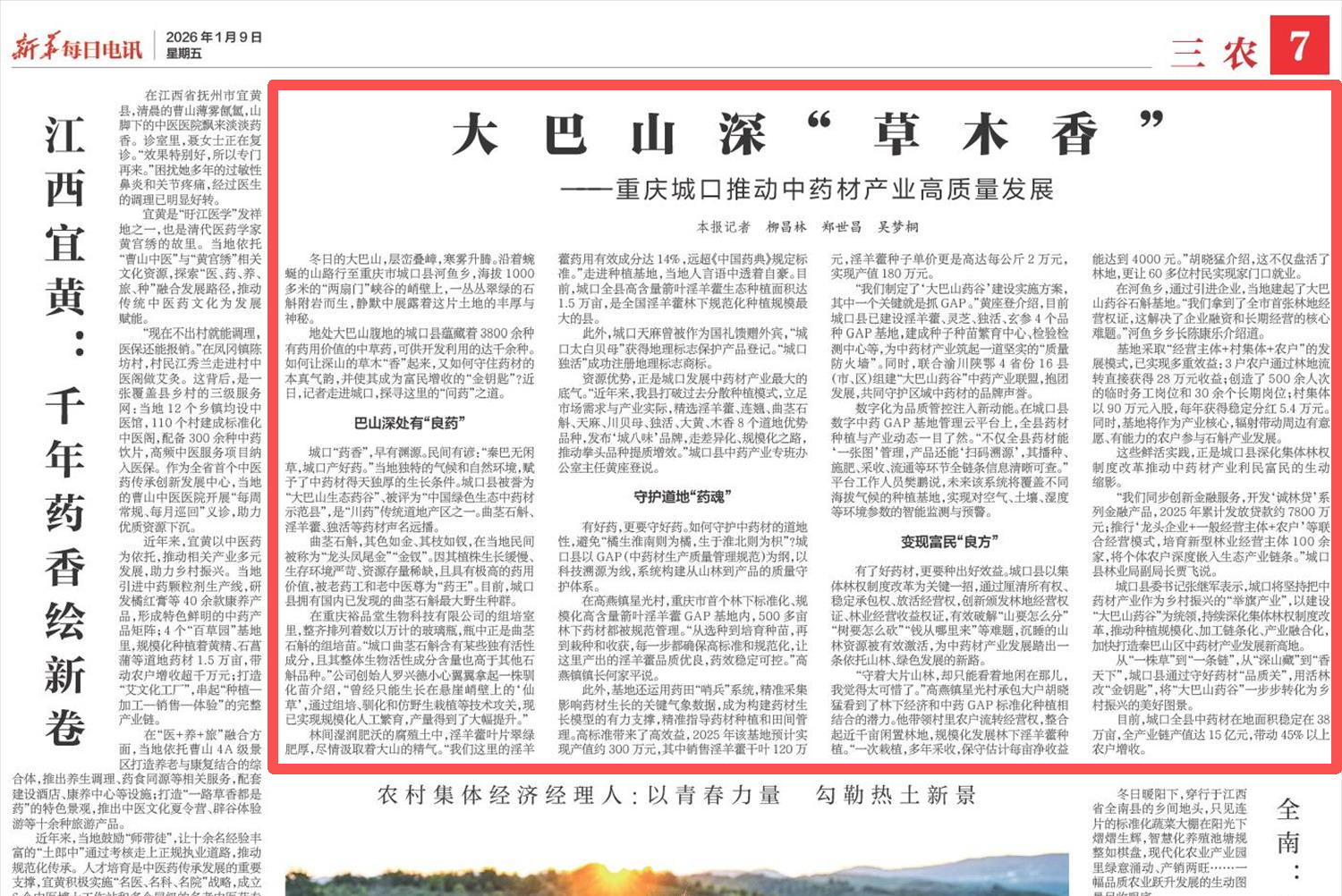 新华每日电讯看重庆｜大巴山深“草木香”